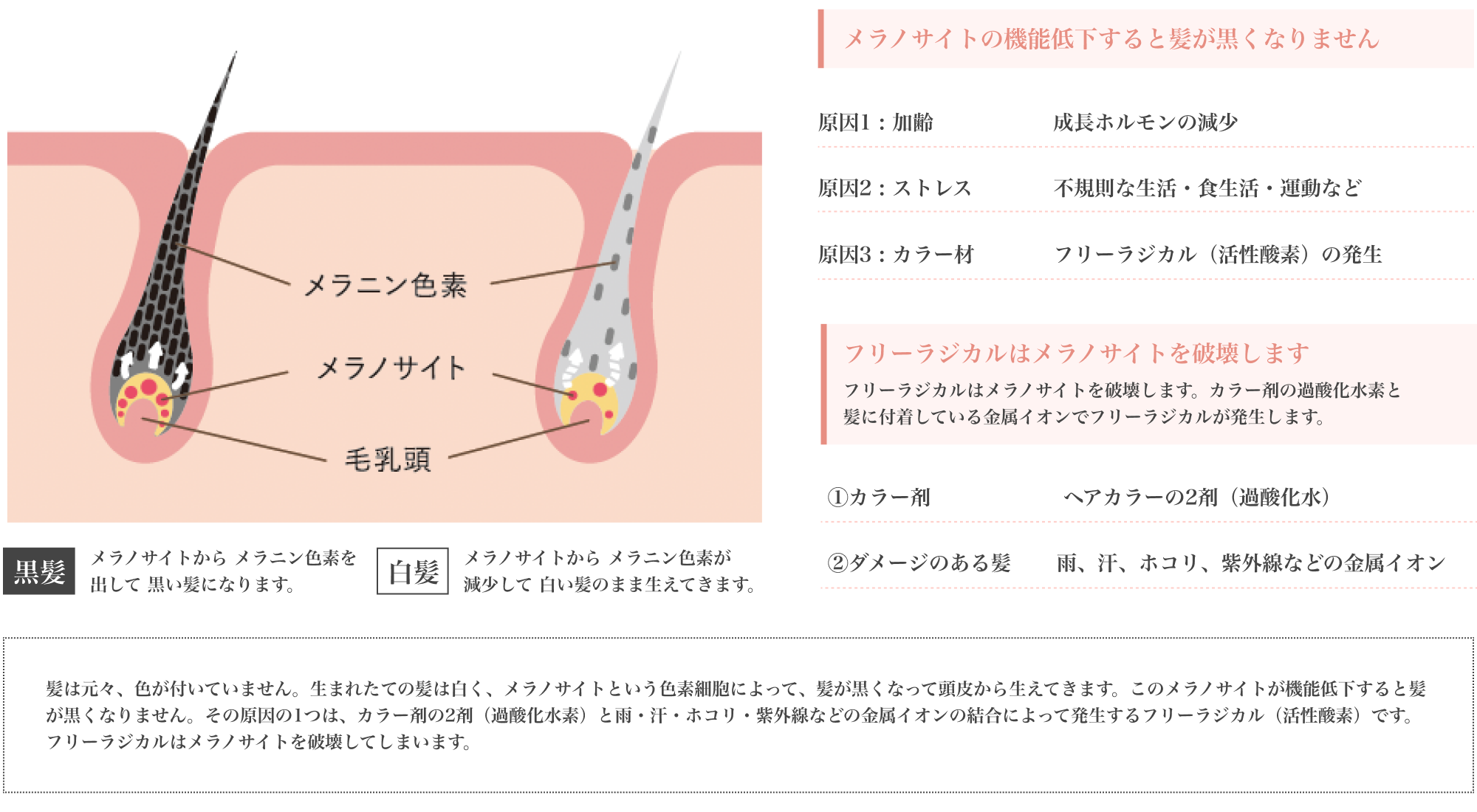 白髪のメカニズムイメージ