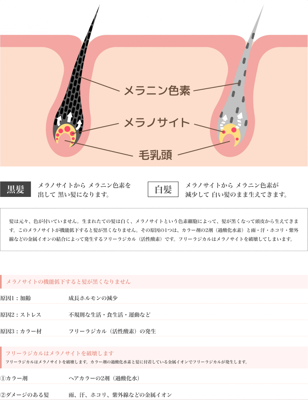 白髪のメカニズムイメージ